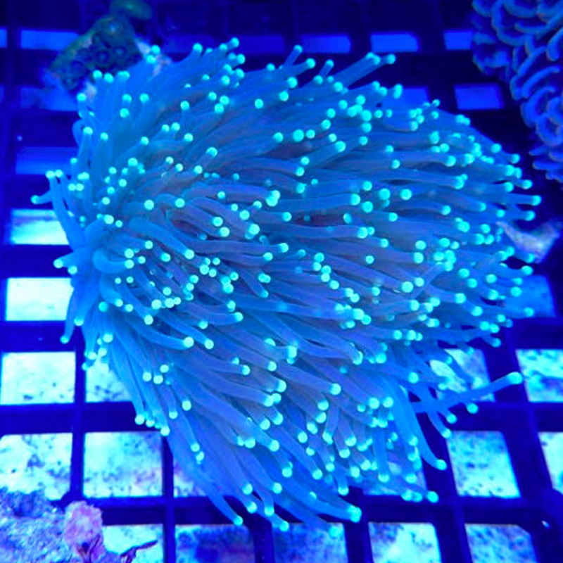 Neon Green 8 Headed Torch Coral RAD Aquatics